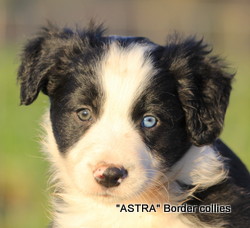 Black and white male, medium coat, border collie puppy